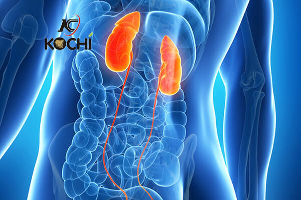 Tác dụng của hà thủ ô đỏ: Bổ can, thận