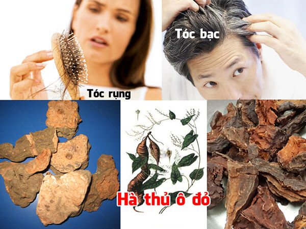 Cây hà thủ ô đỏ trị tóc bạc