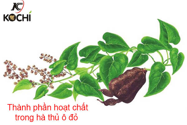 Thành phần hóa học của cây hà thủ ô