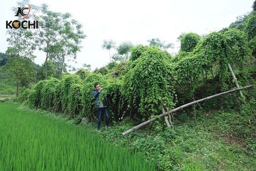 Kỹ thuật trồng cây hà thủ ô