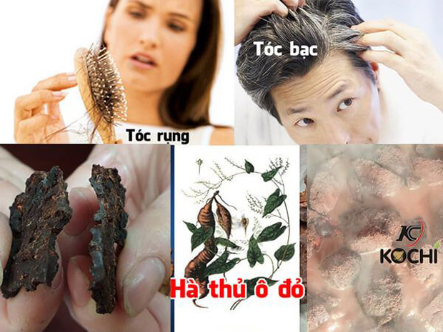 công dụng rượu hà thủ ô 