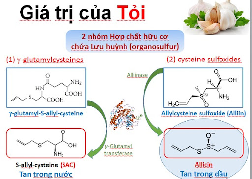 so sánh tỏi đen và tỏi thường về thành phần hóa học