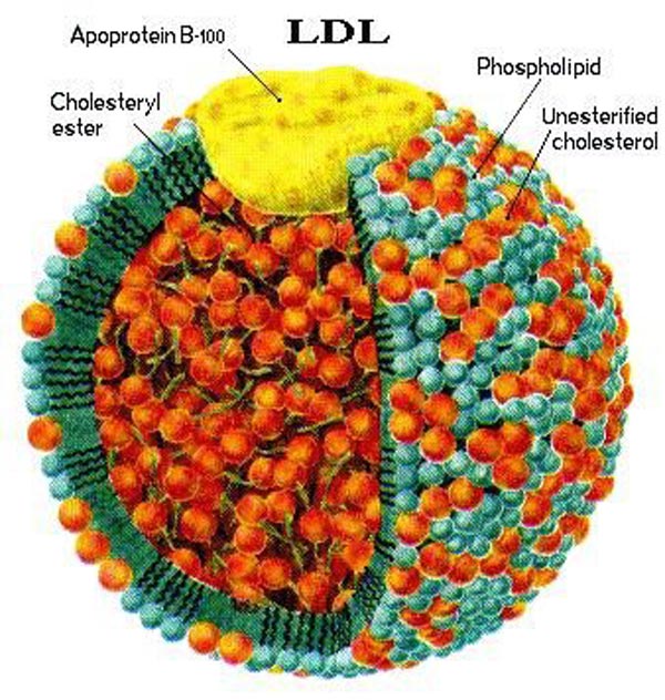 Thế nào là LDL cholesterol cao?