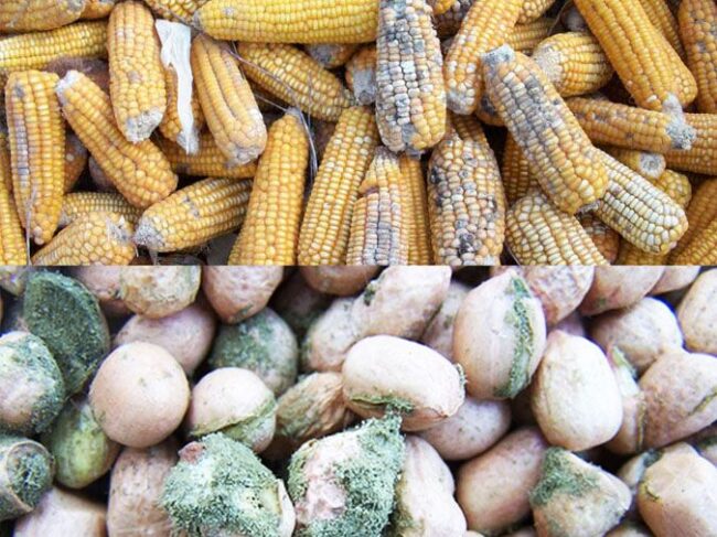 Aflatoxins là một nguyên nhân gây ung thư gan