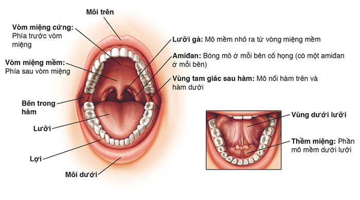 Giải phẫu khoang miệng