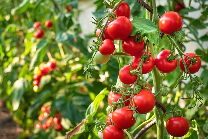 Cà chua là một trong những thực phẩm tốt cho phổi với lượng lycopene dồi dào